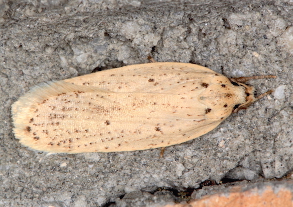 Elachistidae 2 - Agonopterix pallorella